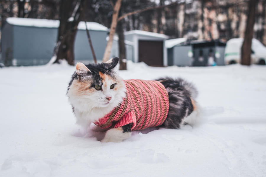 Cuidados essenciais e acessórios para proteger o seu gato do frio