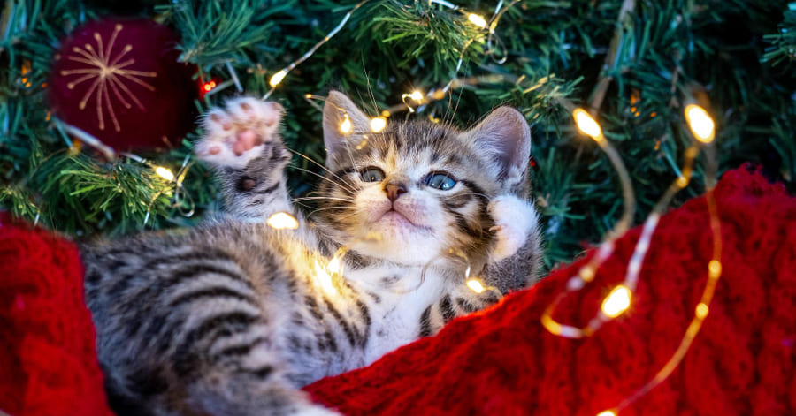 Soluções e alternativas para evitar que o gato derrube a árvore de Natal