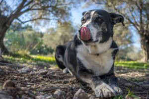 vantagens de viver com um cão idoso