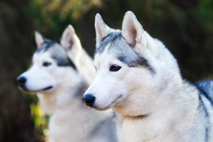 Cuidar de cães com pelo duplo