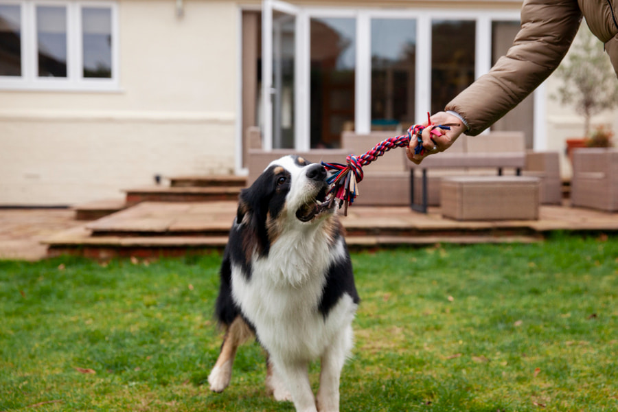 Os melhores brinquedos resistentes e duradouros para cães