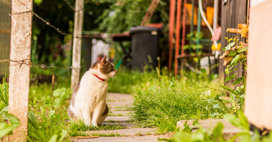 As vantagens de deixar o seu gato sair à rua