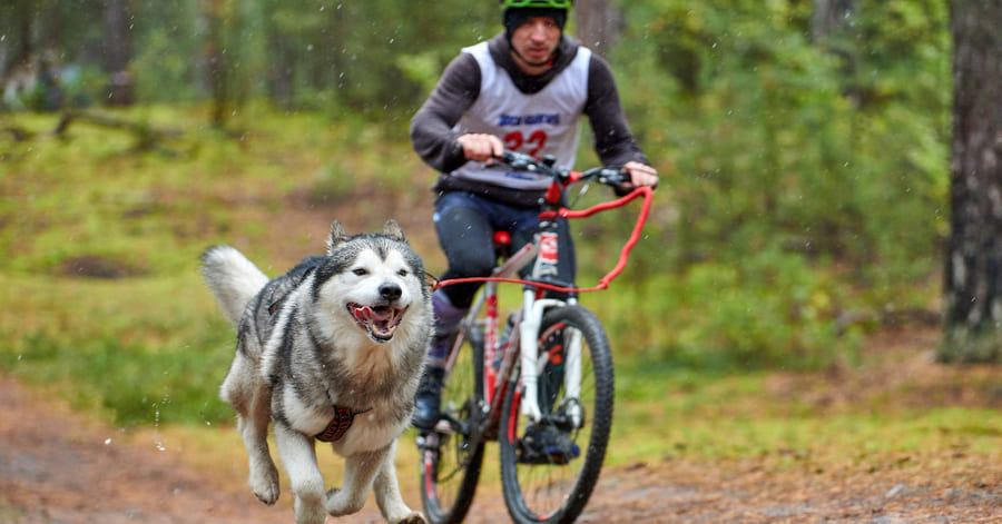 Como é que passeia o seu cão numa bicicleta?