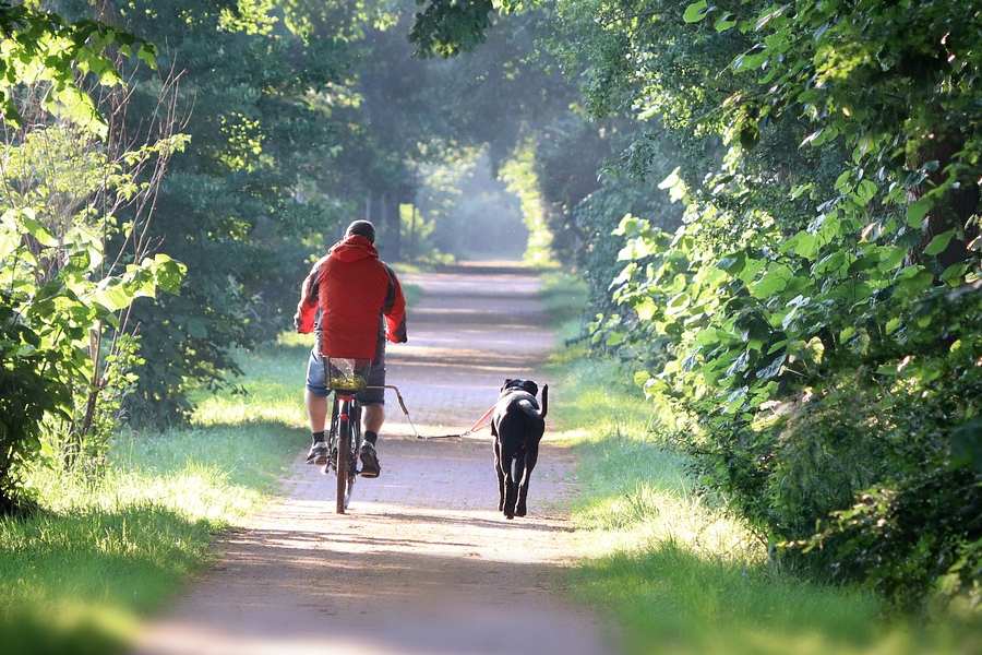 Como passear um cão numa bicicleta? Dicas e o que precisa