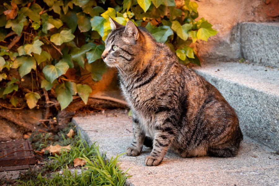 É bom deixar o meu gato sair à rua?