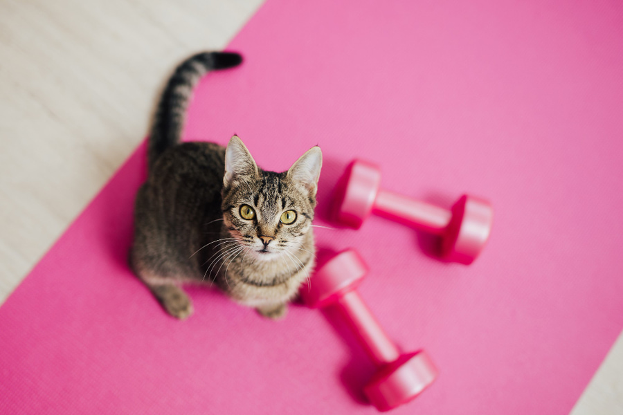 Porque é que é importante que o seu gato faça exercício?