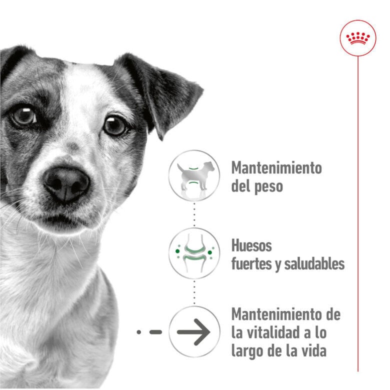 Royal Canin Mini 8+ Ageing lata para cães, , large image number null