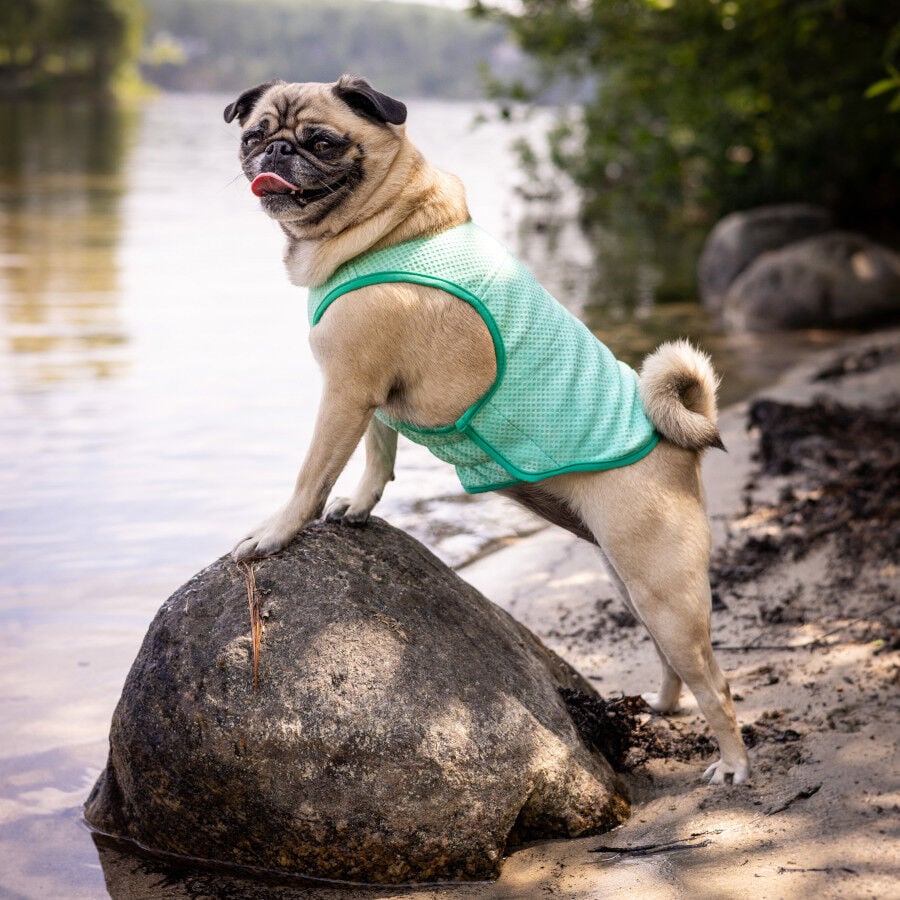 GF Pet ElastoFit Ice Vest Colete Refrescante para cães, , large image number null