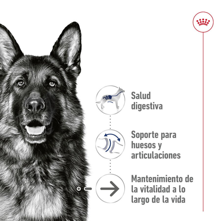 Royal Canin Maxi Ageing 5+ Patê em lata para cães, , large image number null